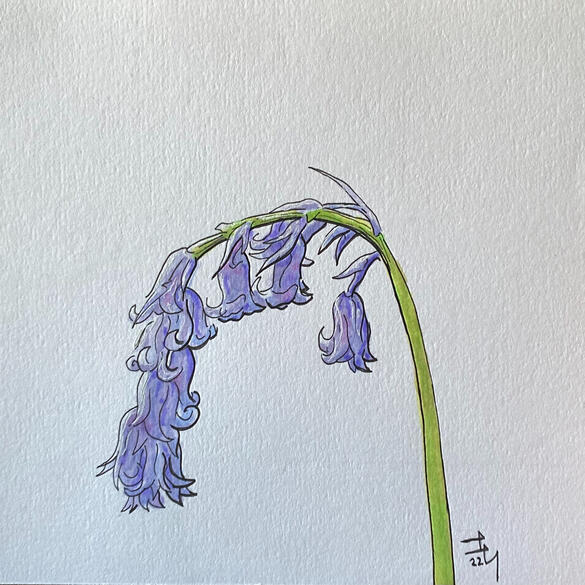 Bluebells for Kim Jung Gi